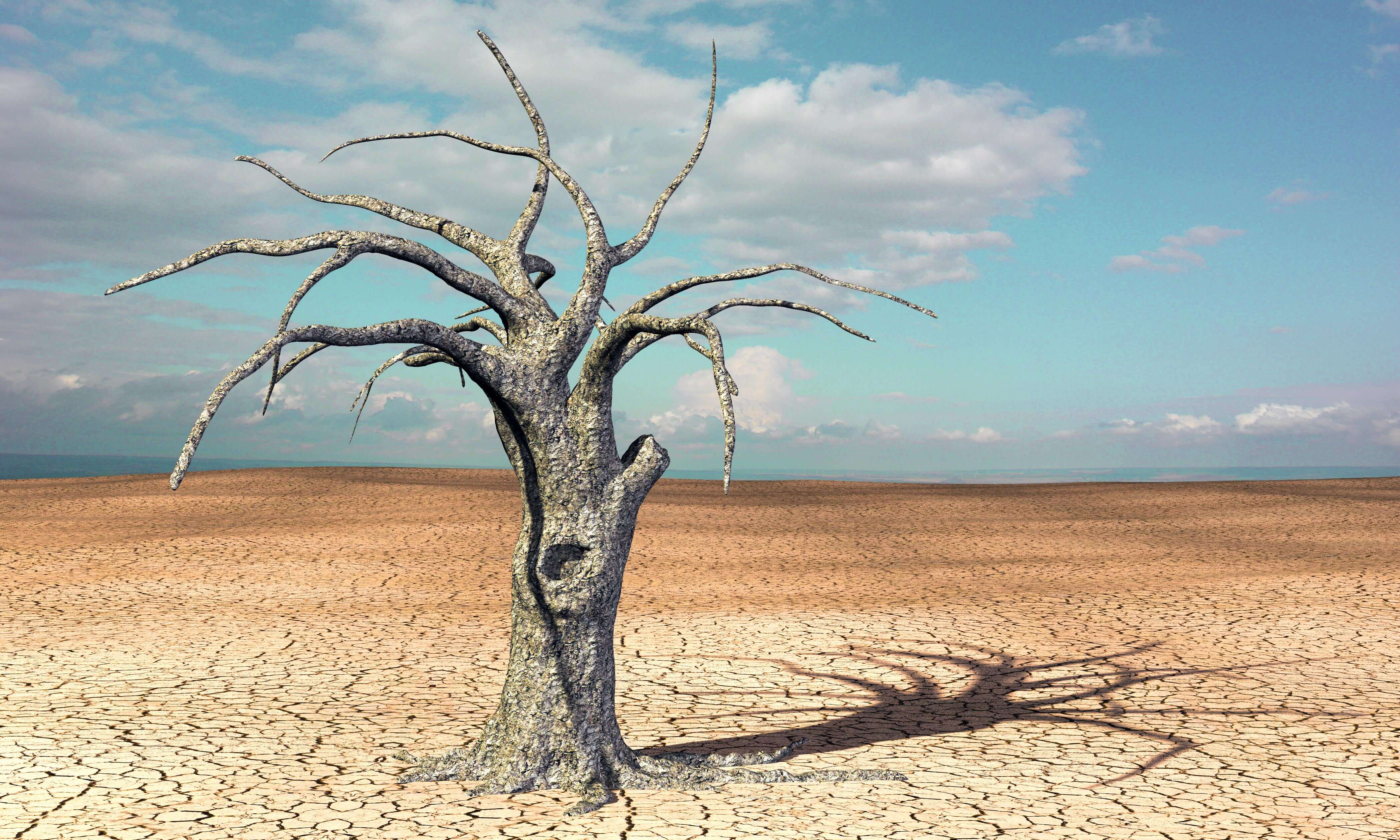 Vertrockneter Baum auf vertrocknetem Boden in der Wüste