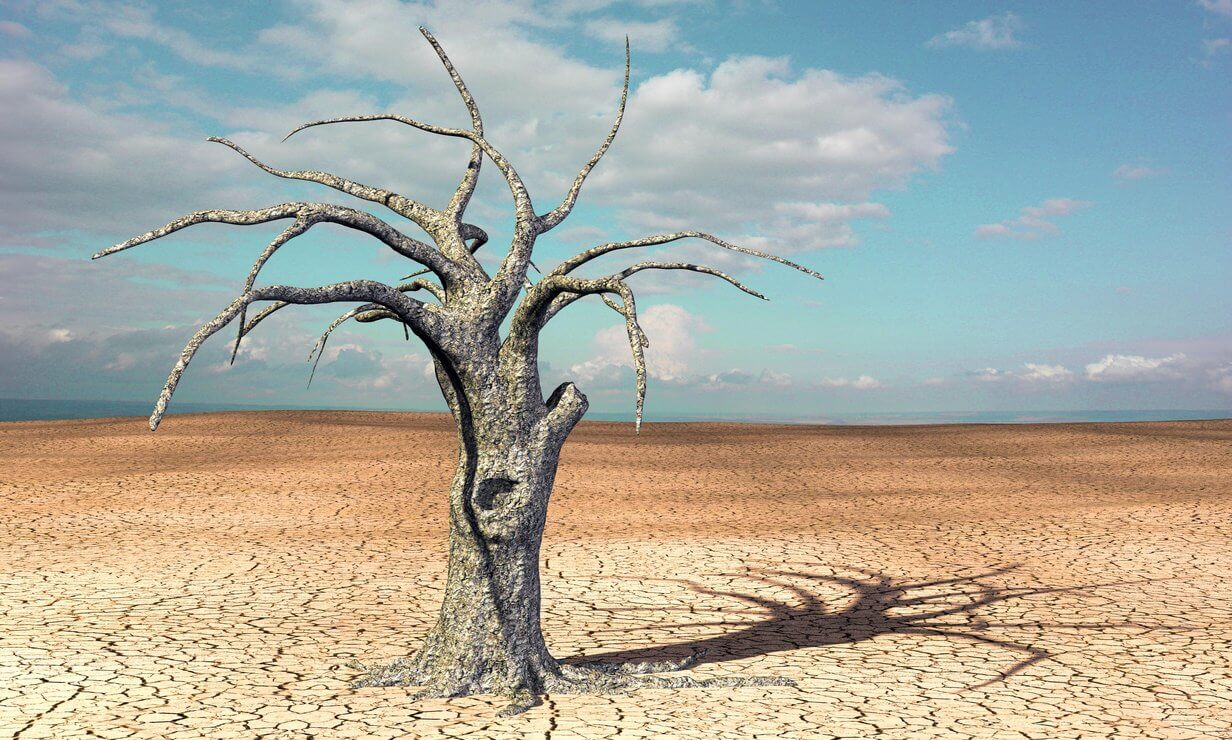 Vertrockneter Baum auf vertrocknetem Boden in der Wüste