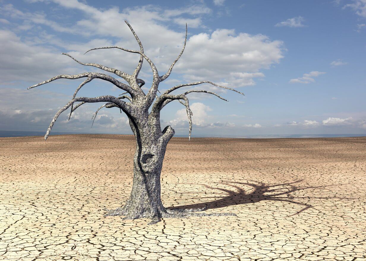Toter Baum in Wüste