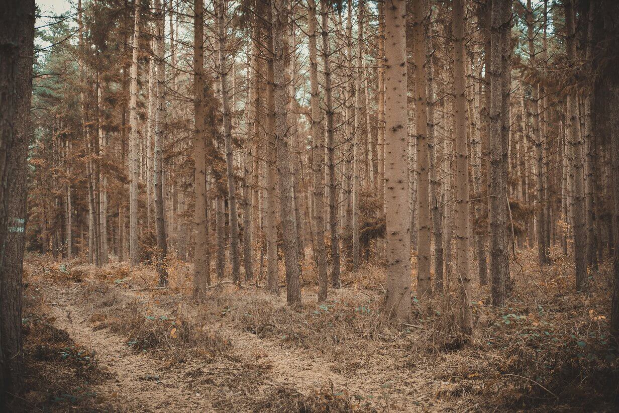 Vertrocknete, tote Bäume im Wald