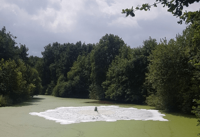 Oberflächenbelüftung in einem Teich